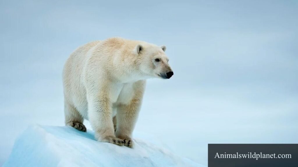 Animals With Short Tails in The World