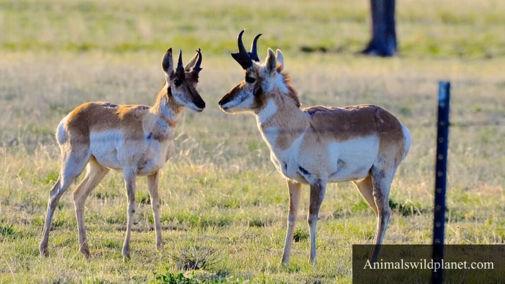 most active animal