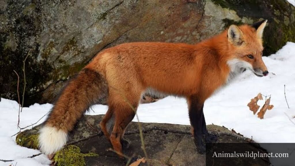 animals that are loners
