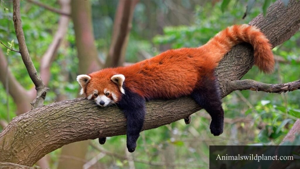 most timid animals