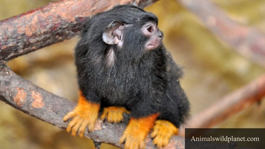 cute small monkeys
