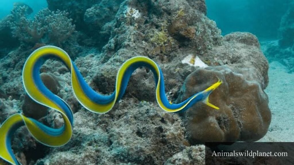 thin animals name