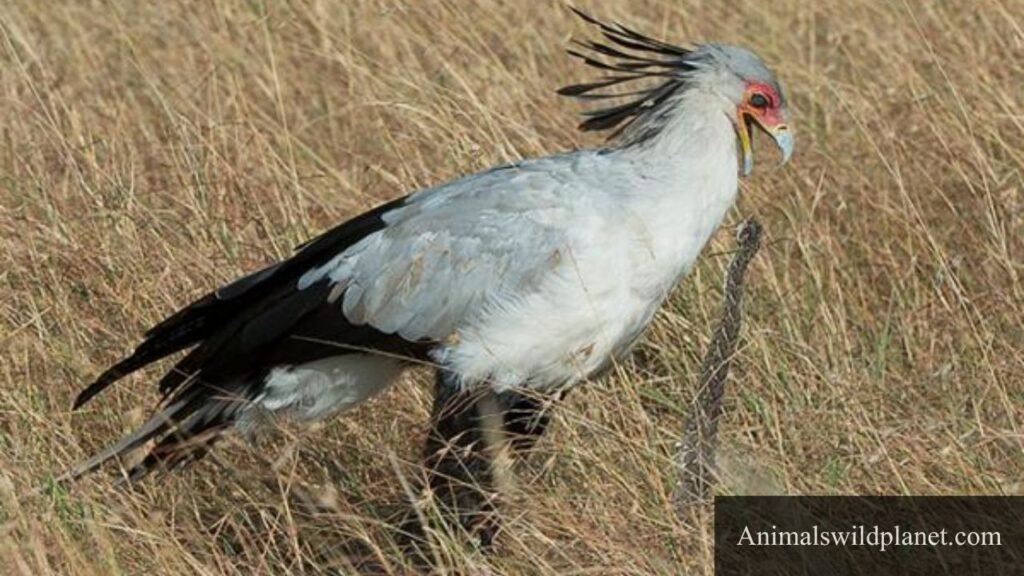 animal with lowest iq