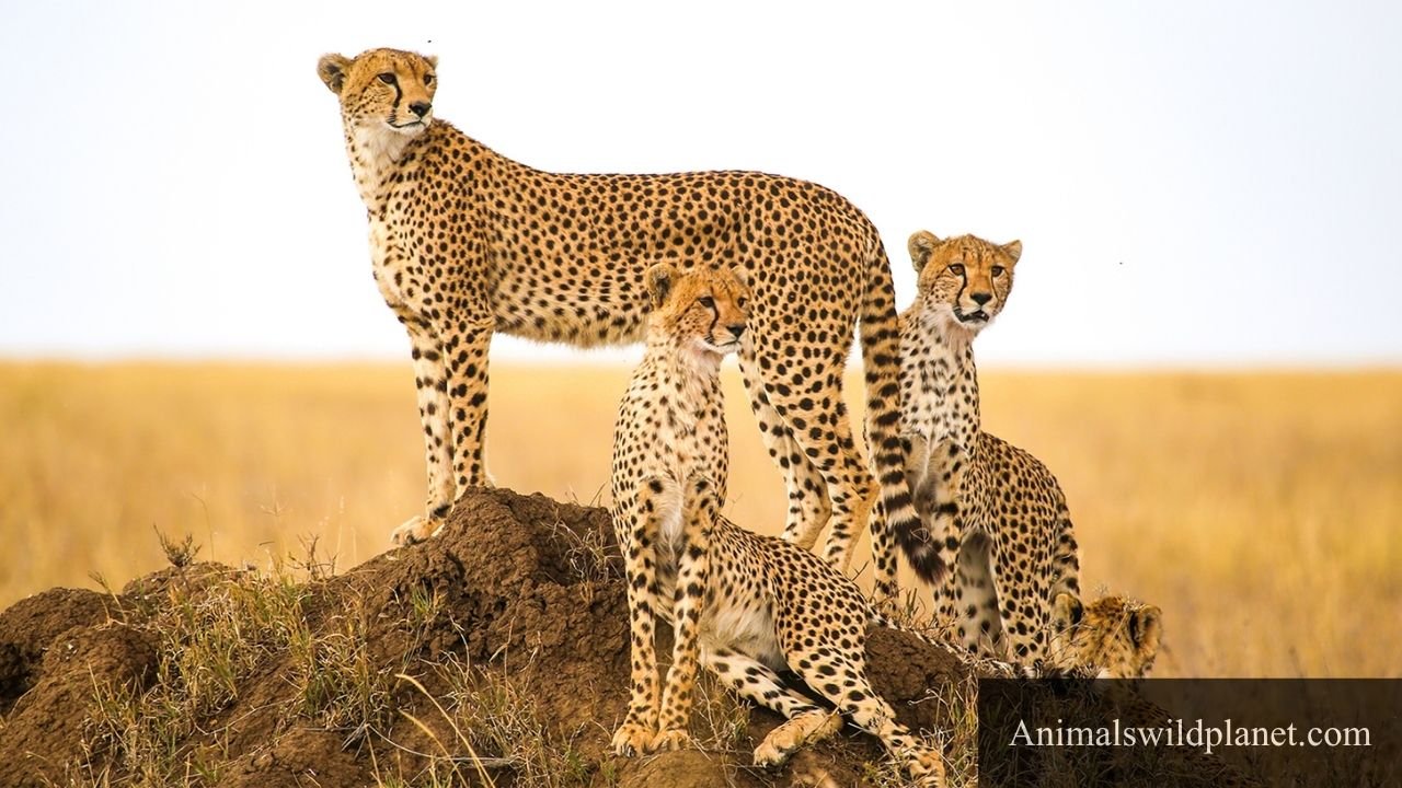 Shy Animals in The World