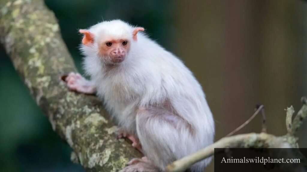 small cute monkey