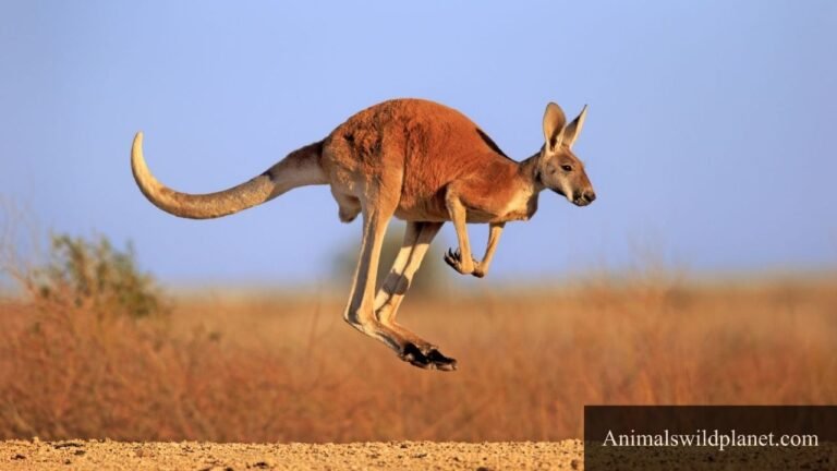 Skinny Animals in The World