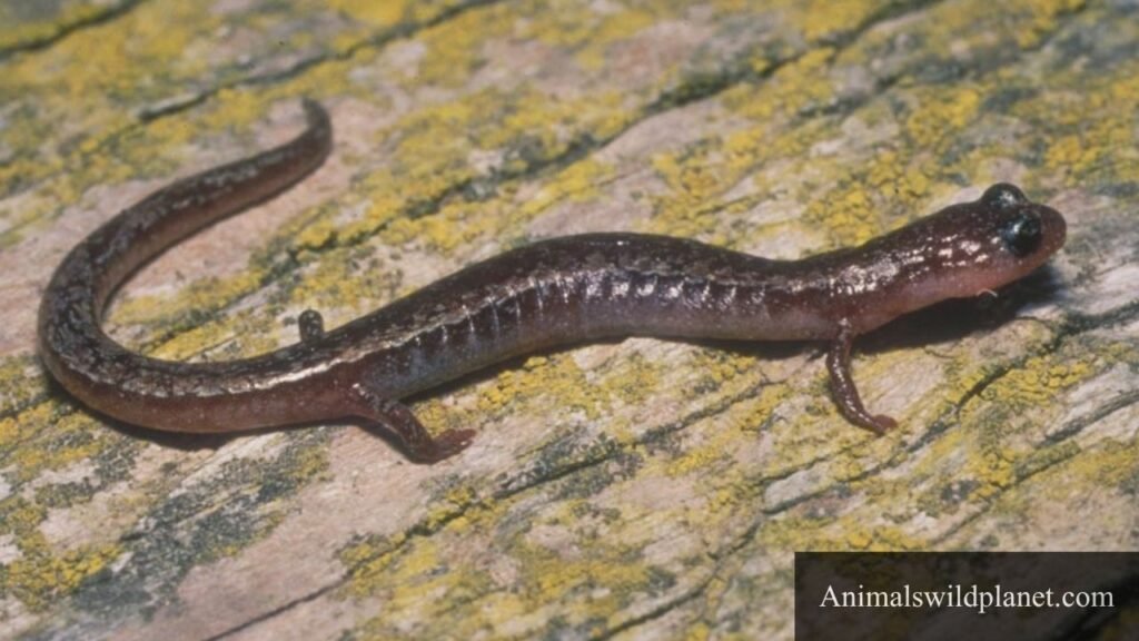 small skinny animals