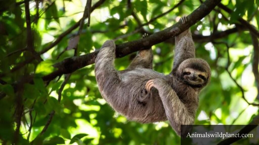 animals that are shy