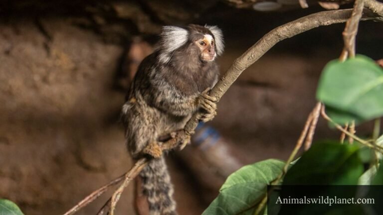 Small Monkey Breeds in The World