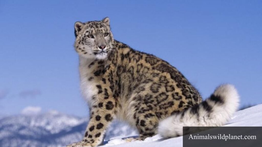what animals are independent