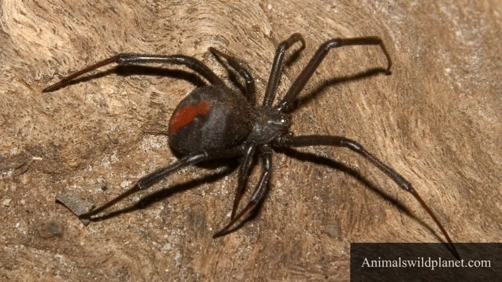 Most Patient Animals Pictures
