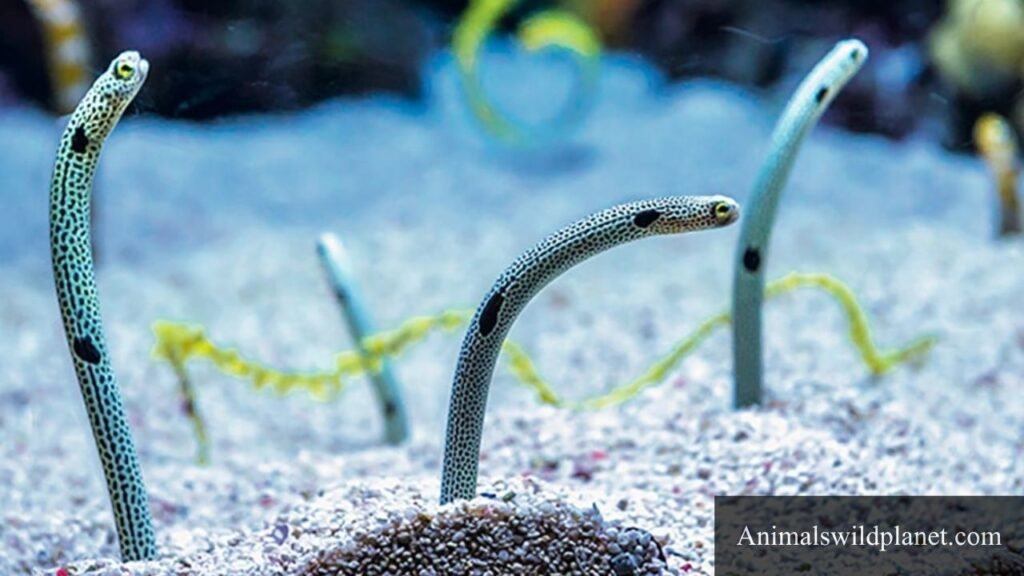 long skinny animals