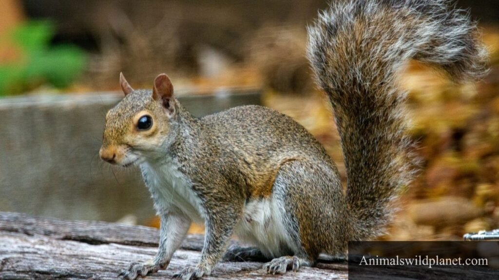high energy animal