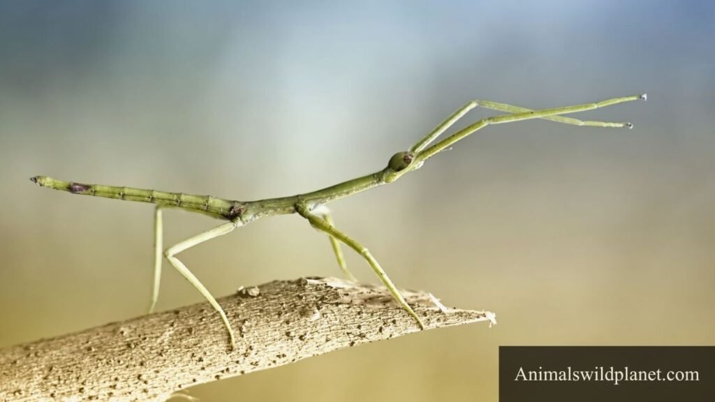 long skinny animal