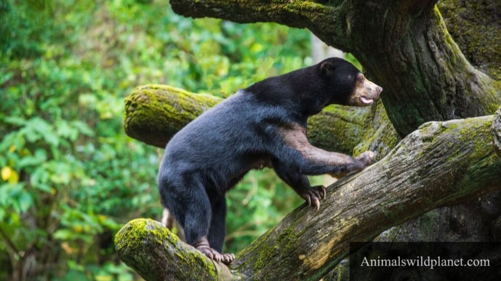 Which animal eats coconuts
