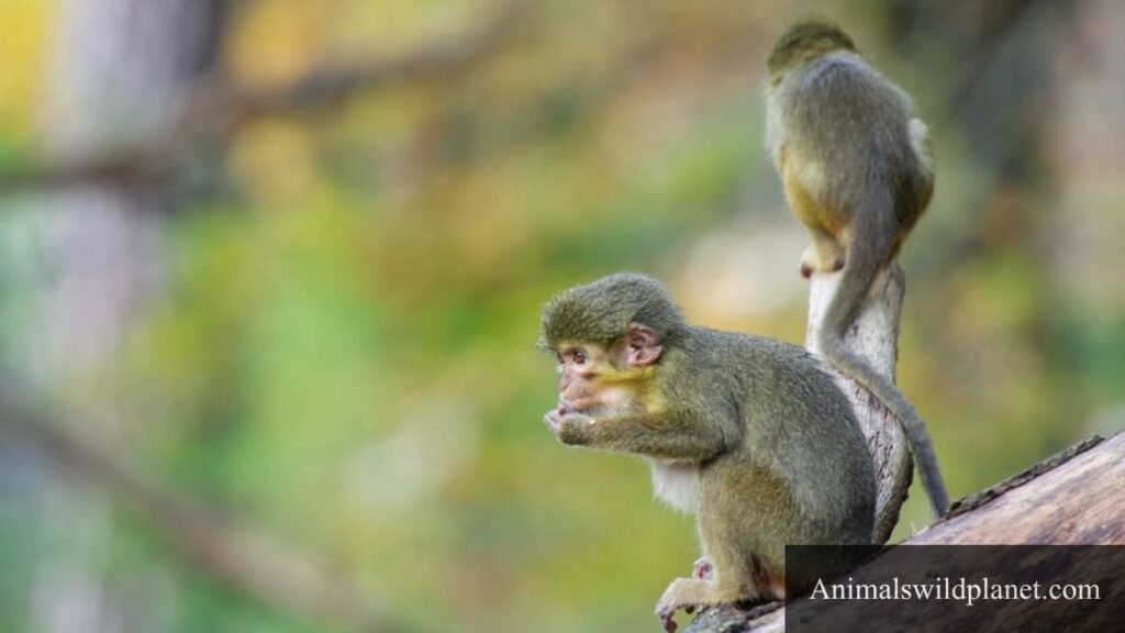 smallest monkey