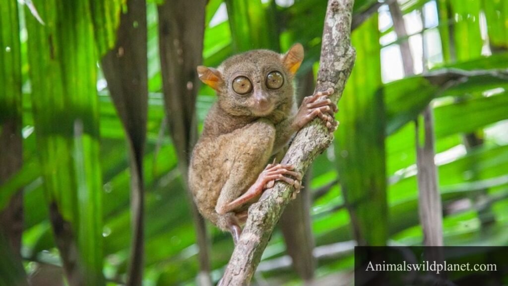 types of small monkeys
