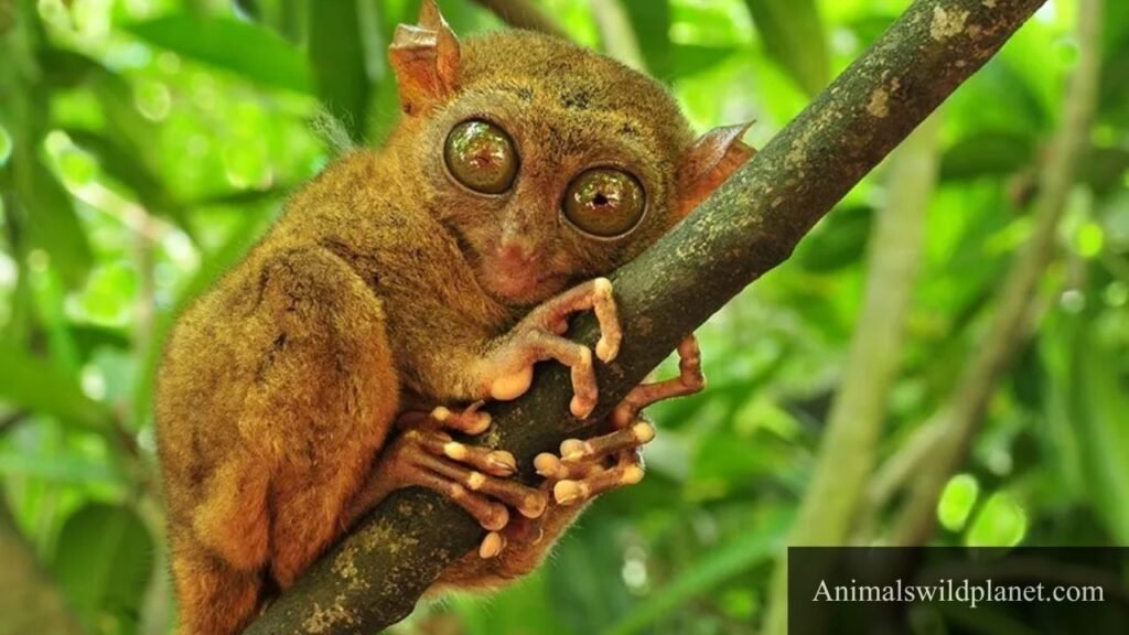 what is a shy animal