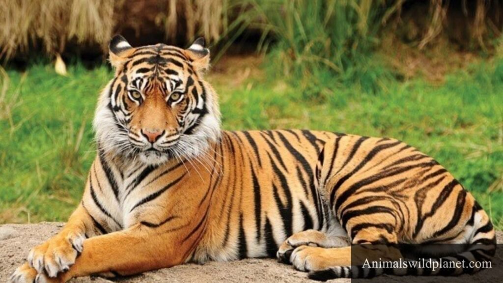 patience animal