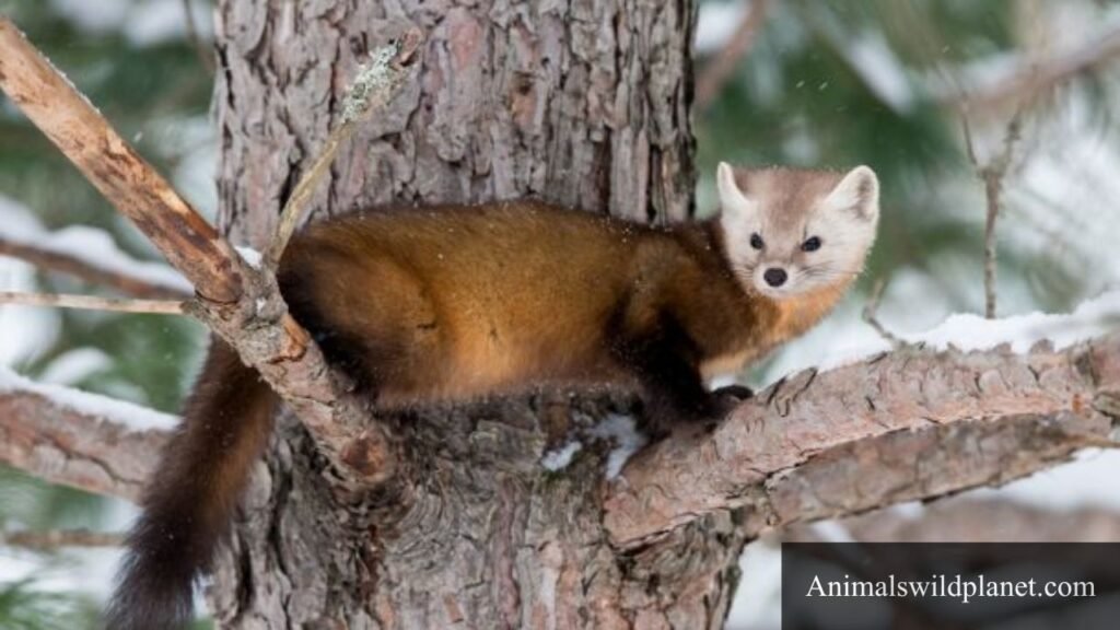 what animal eats squirrels