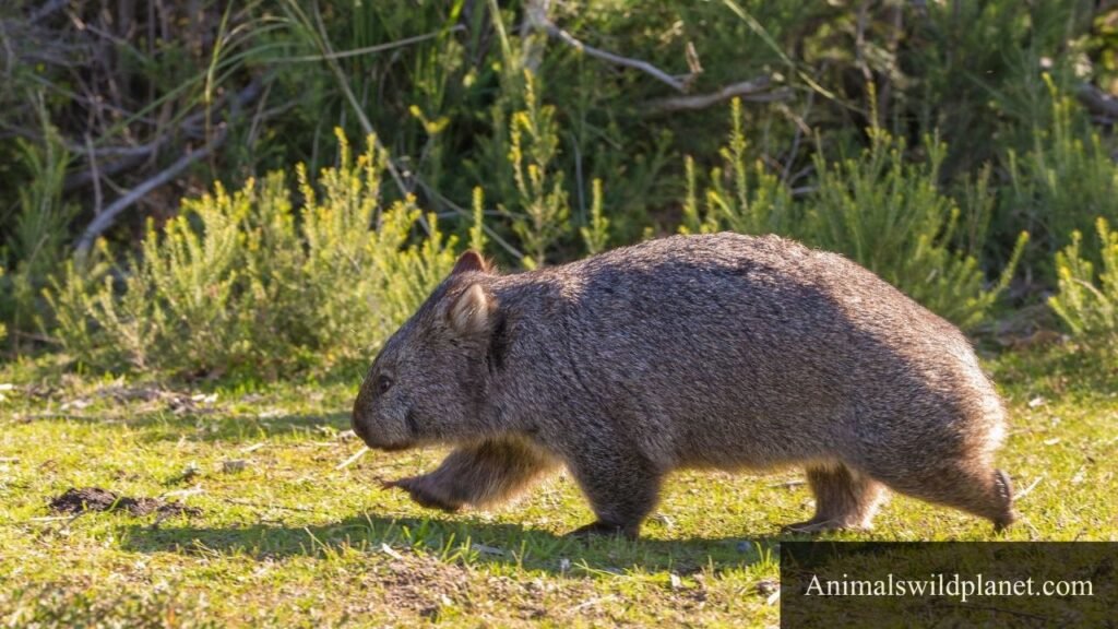 Short tail animals 