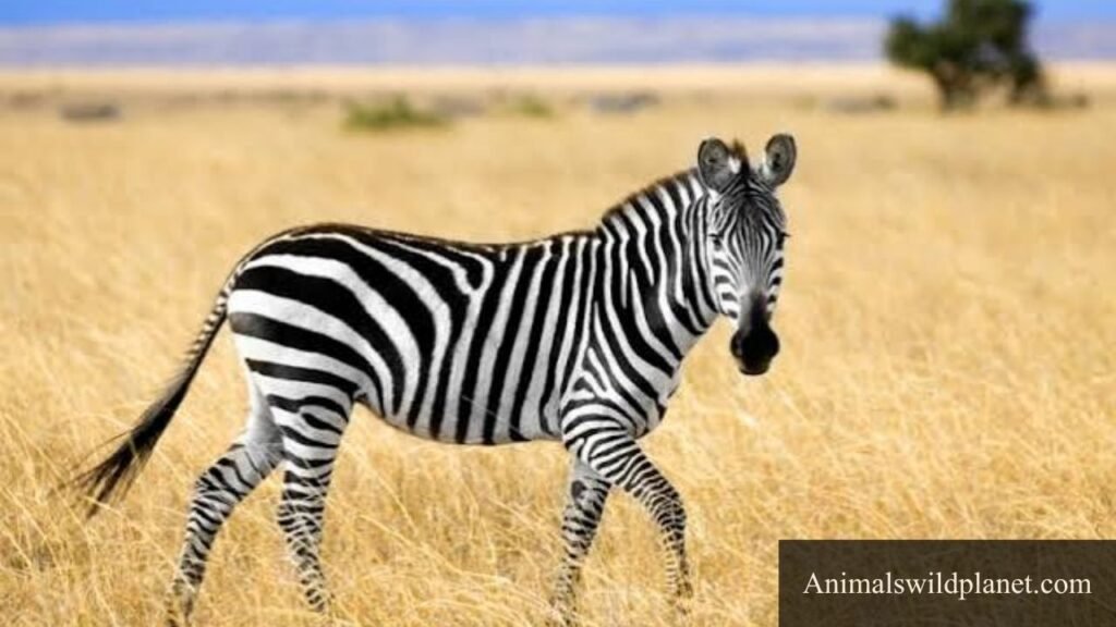 what animals drink a lot of water