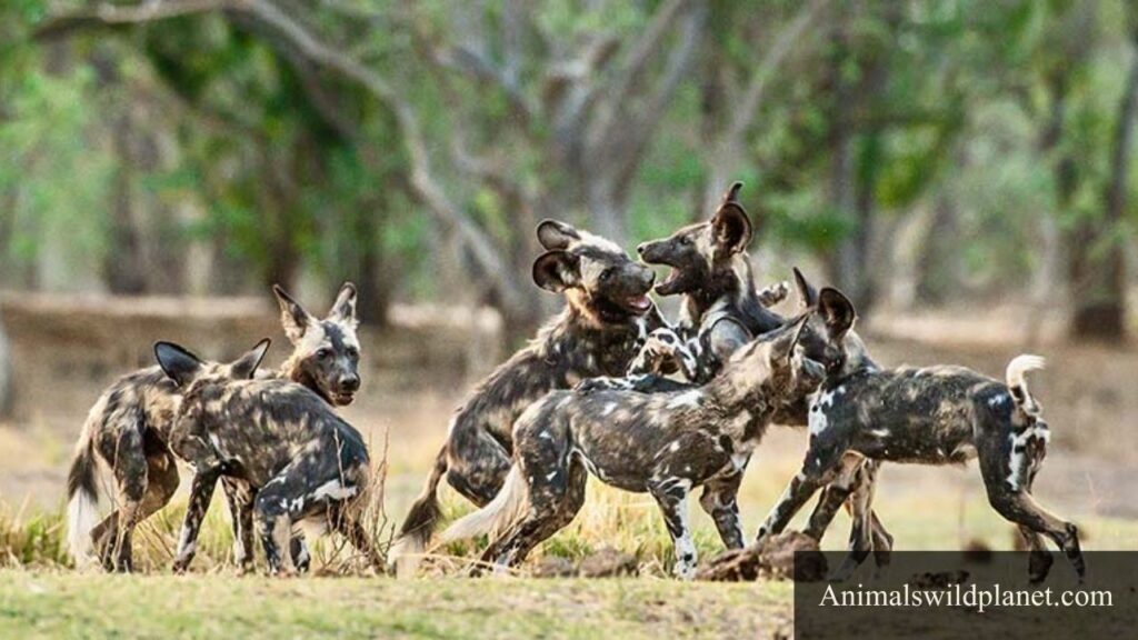 gallop animals