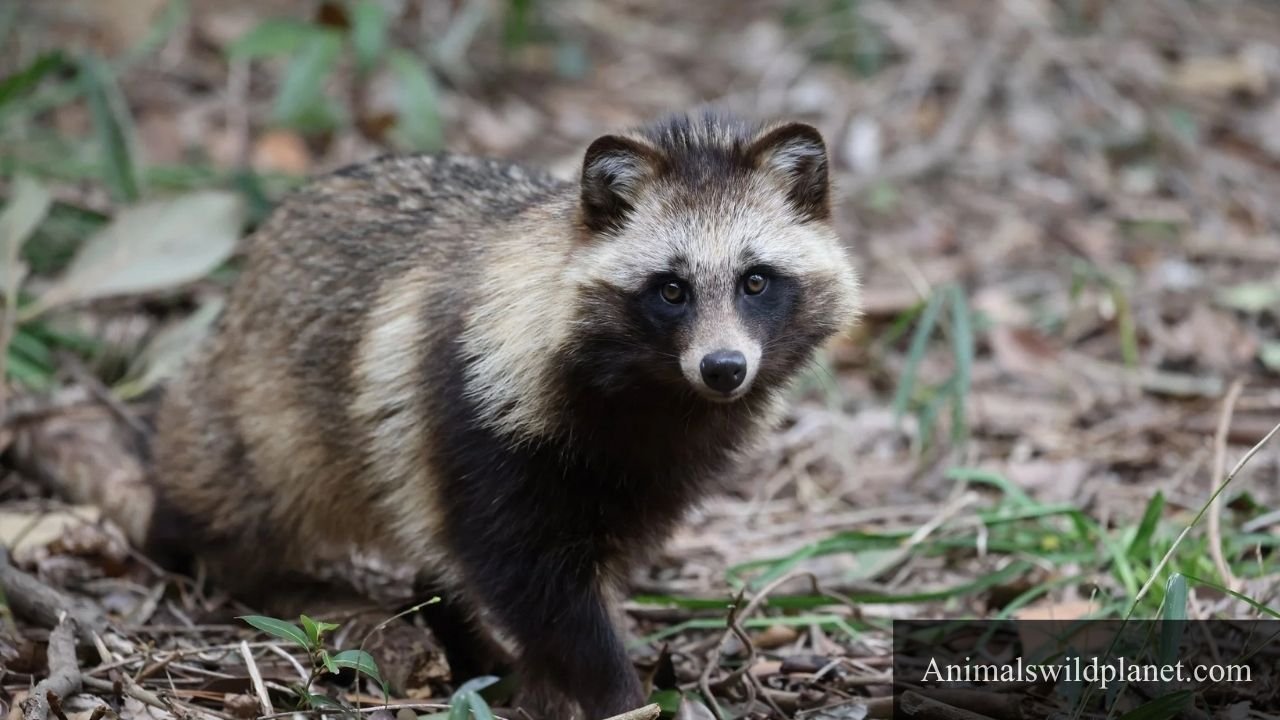 Animals That Can Bark