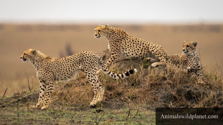 Animals That Gallop in The World