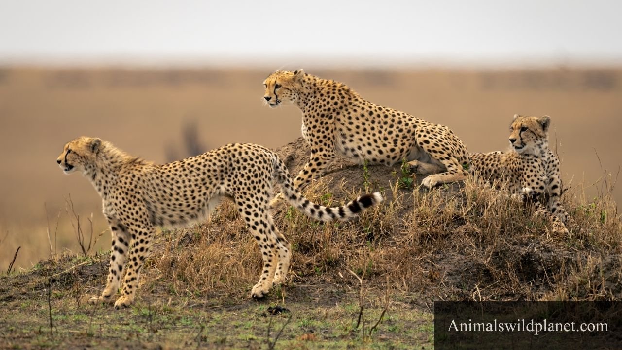 Animals That Gallop in The World
