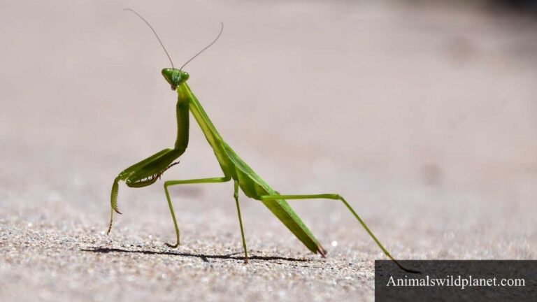 Animals With 6 Legs