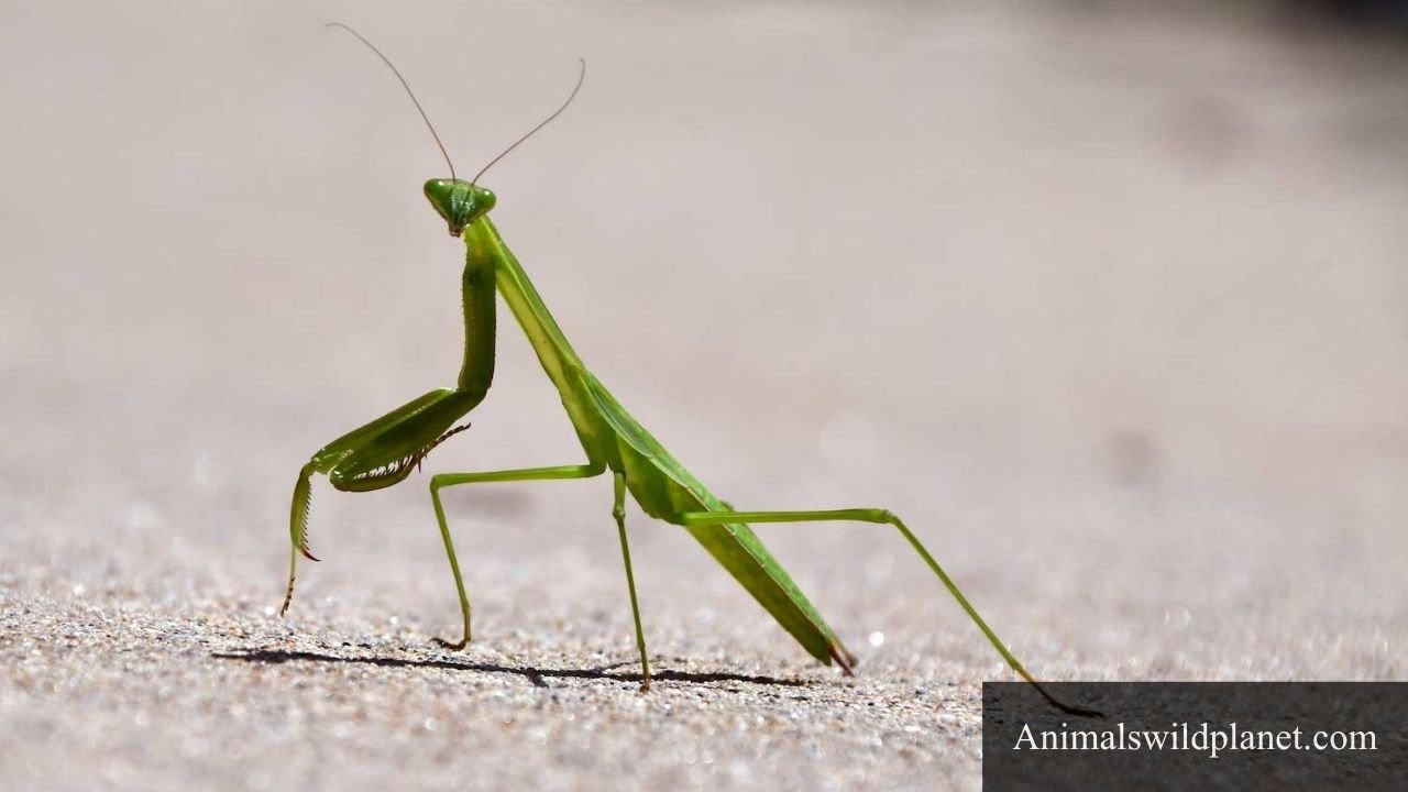 Animals With 6 Legs
