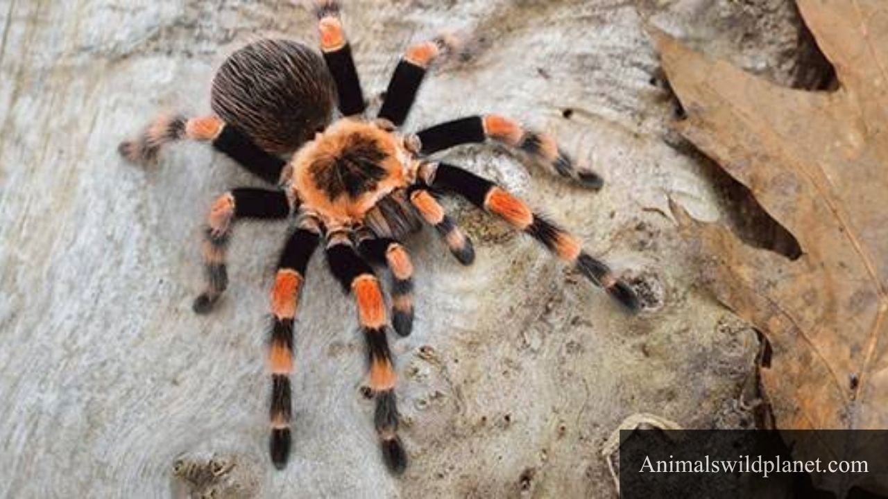 Animals With 8 Legs