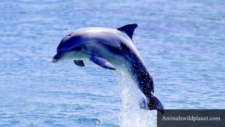 Animals With Blubber