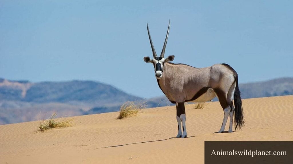 what animal gallops