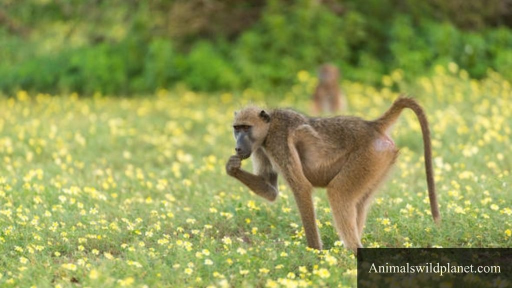 Animals That Bark