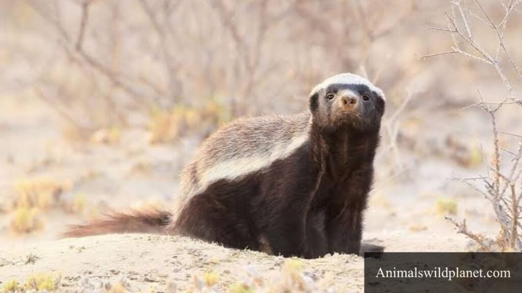 which is the cleanest animal in the world