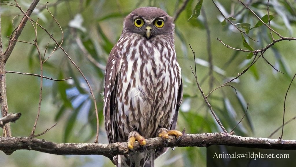 Animal That Can Bark