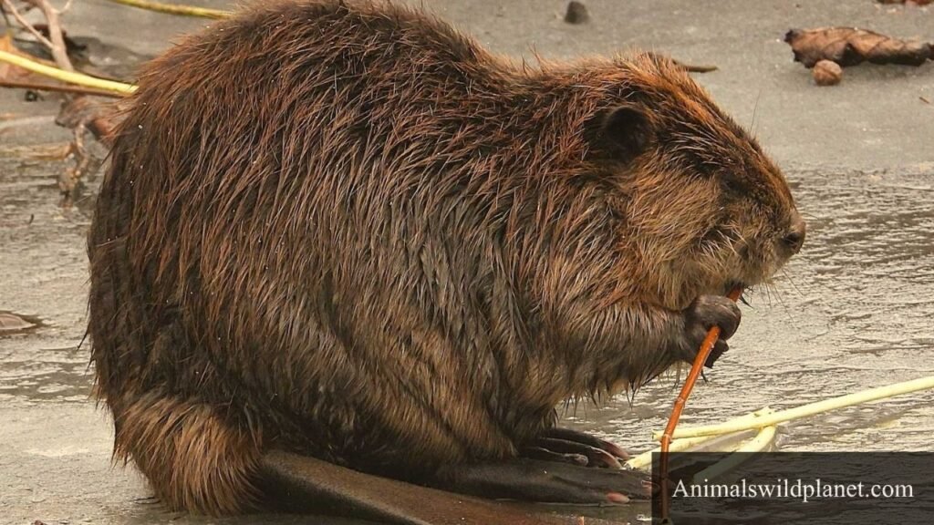 top 10 cleanest animal in the world
