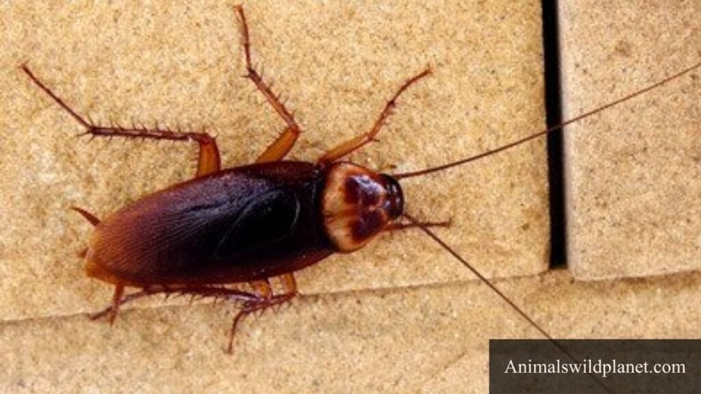 what animal has 6 legs