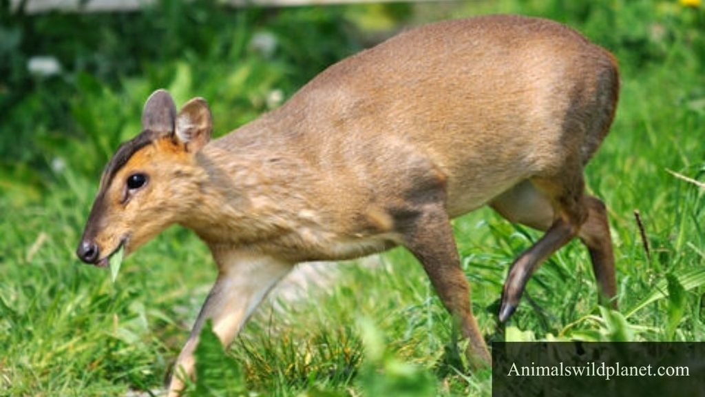 Barking Animals 