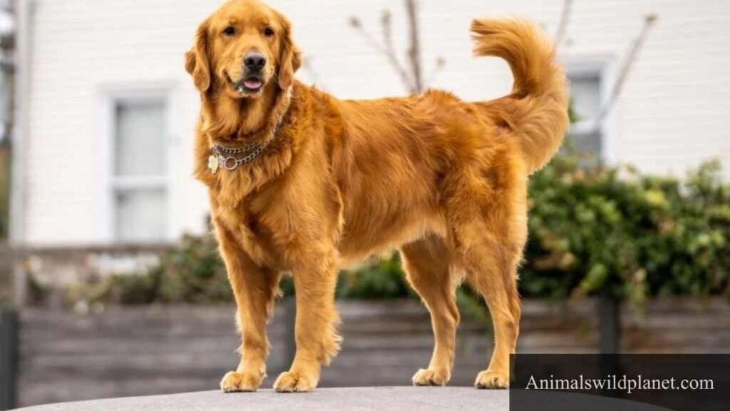 animals that represent humbleness