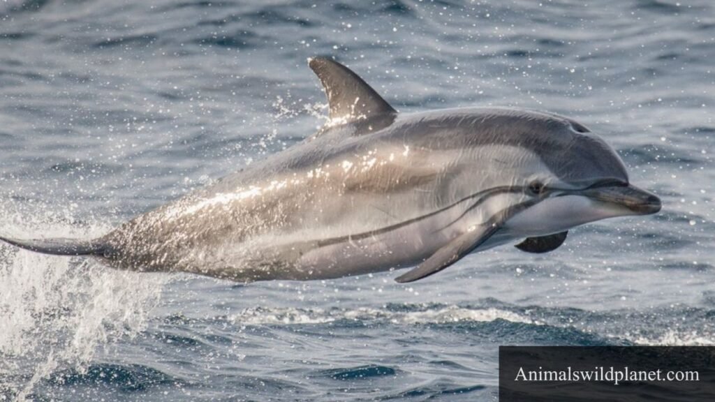 what animal represents humbleness