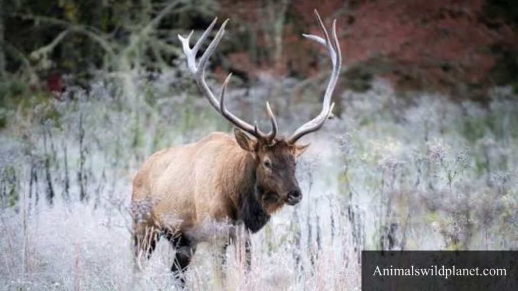 animals that gallops