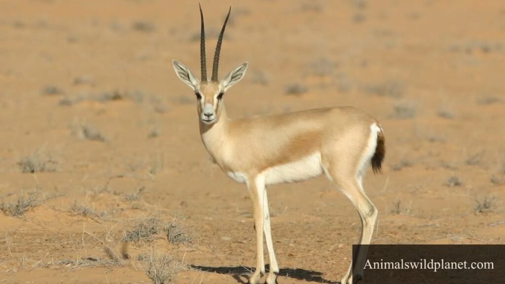which animal gallops