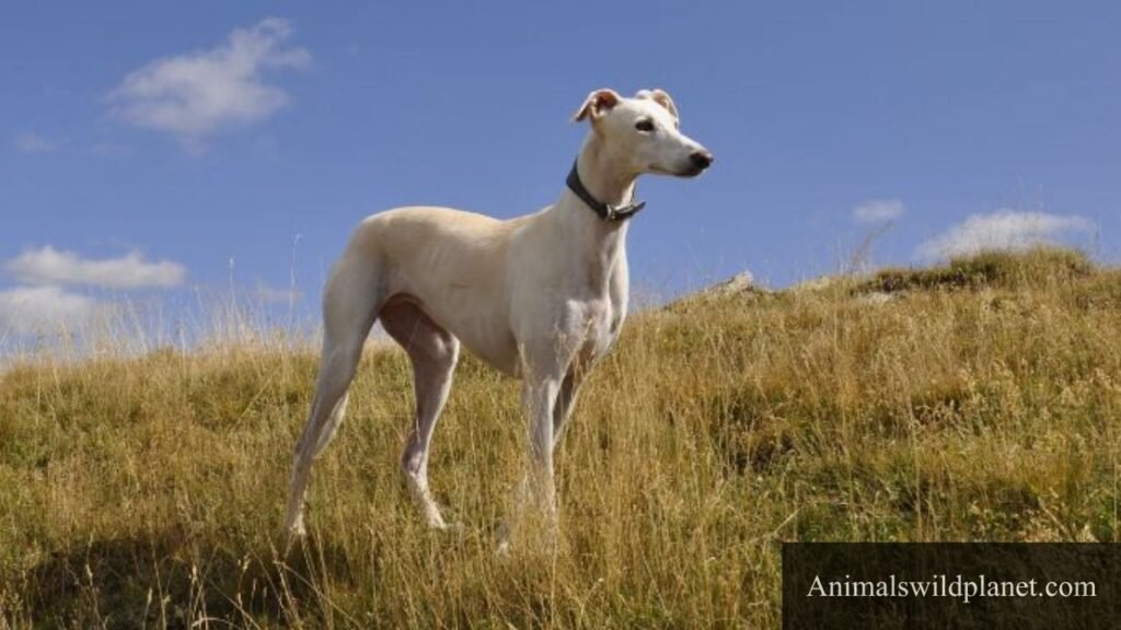 animal that gallops