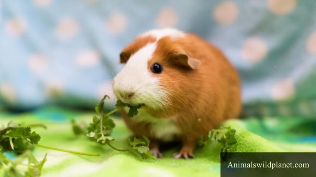 animal that represents humility in the world