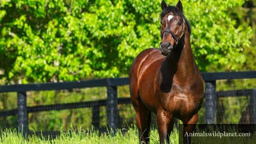 pictures of animals that gallop