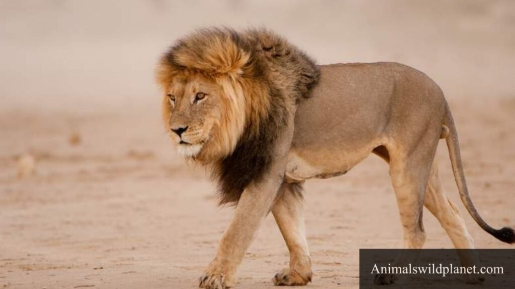 what animals gallop