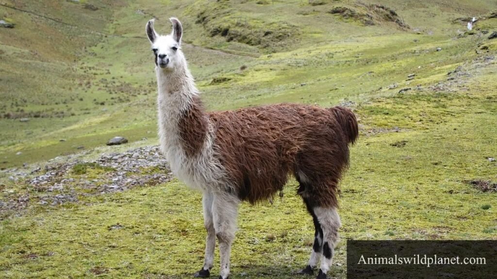 animals that represent humility